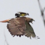 Apple, Mac and The Size of The Fight in The Bird