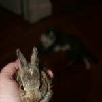 Baby Bunnies and the Uncertainty of Life