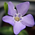 The Things  We Remember