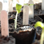 Insights From My Garden