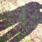 Love, Shadows and Mirrors