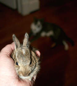 Bunny and Brill, the cat Bunny and Brill, the cat
