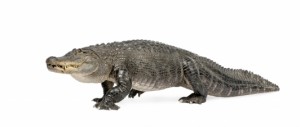 alligator alligator