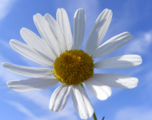 daisy